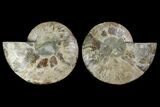 Agatized Ammonite Fossil - Madagascar #135260-1